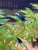 Blue Diamond Neocaridina Zwerggarnele
