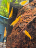 Orange Fire Neocaridina Zwerggarnele