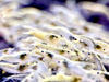 Snowstorm Neocaridina palmata Zwerggarnele