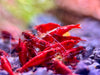 Bloody Mary Neocaridina Zwerggarnele
